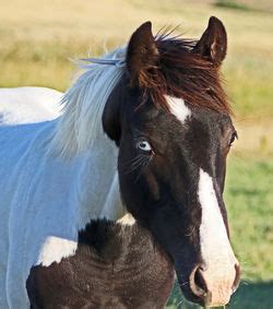 Fundraiser for Peyton Wolfe by Wolfe Gang : Gucci Colt